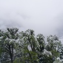 Thumbnail of Snowfall on the falls