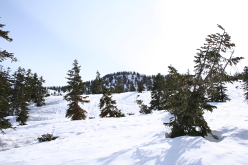 snow_forests04.JPG