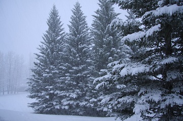 - Snow mountain ecology - - Disturbance-based ecosystem management