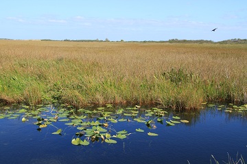 Everglades.JPG